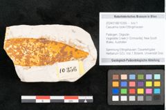 Foto (Objekt + Etikett) von Casuarina cookii Ettingshausen (NHMW-GEO-2024-0188-10356)